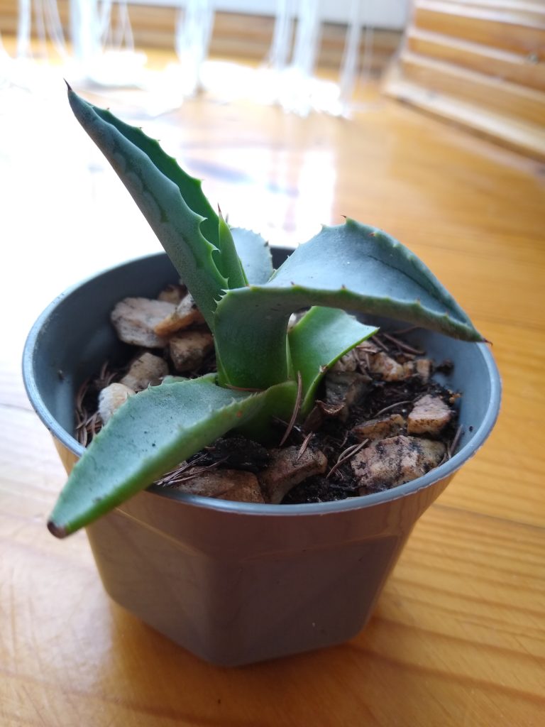 Mała agawa