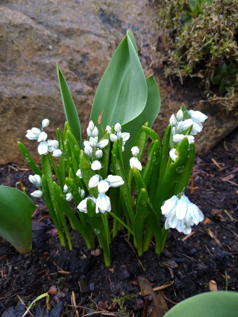 Co kwitnie wczesną wiosną w ogrodzie: cebulica biała