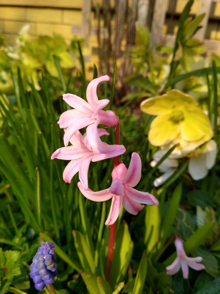 Co kwitnie wczesną wiosną w ogrodzie: hiacynt różowy