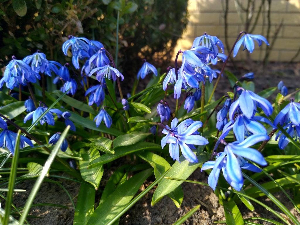 Co kwitnie wczesną wiosną w ogrodzie: cebulica niebieska