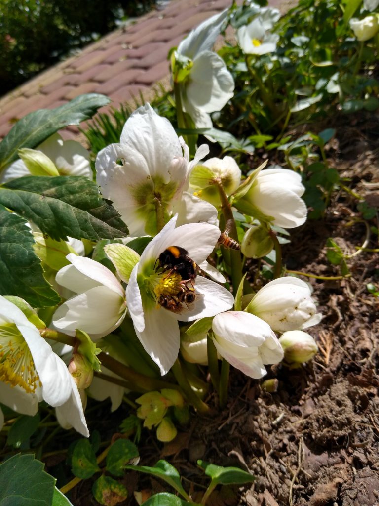 Pszczoły na ciemierniku