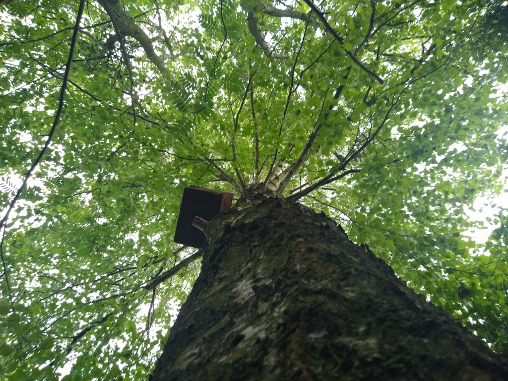 Drzewa: Brzoza od dołu