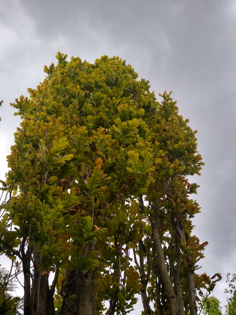 Drzewa: Dąb kolumnowy zielony - przebarwia się