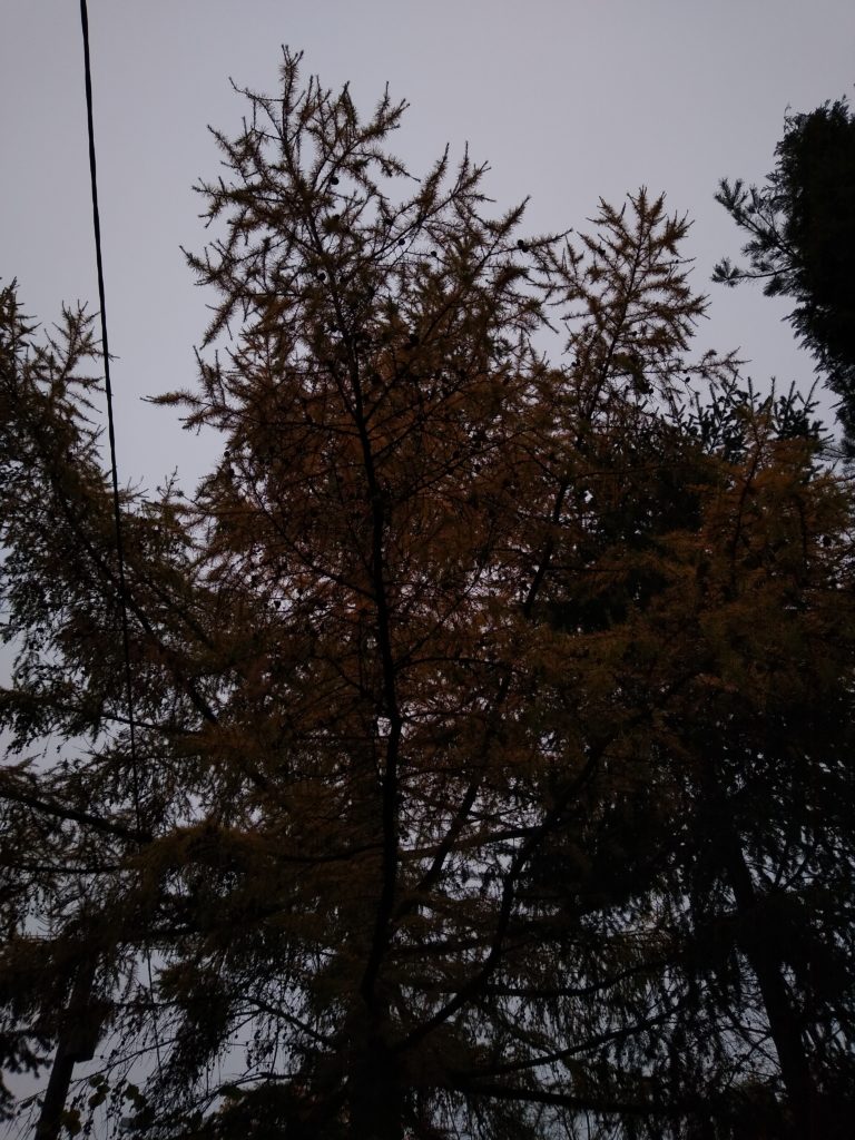 Drzewa: Modrzew na jesieni