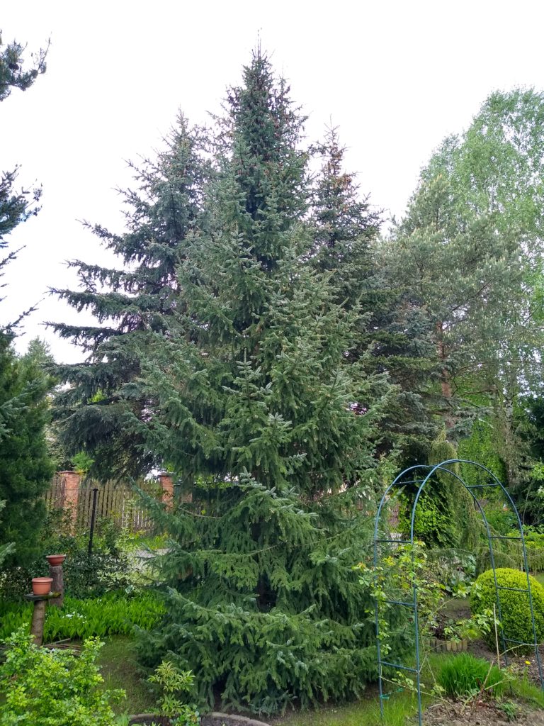 Drzewa: Świerk Serbski