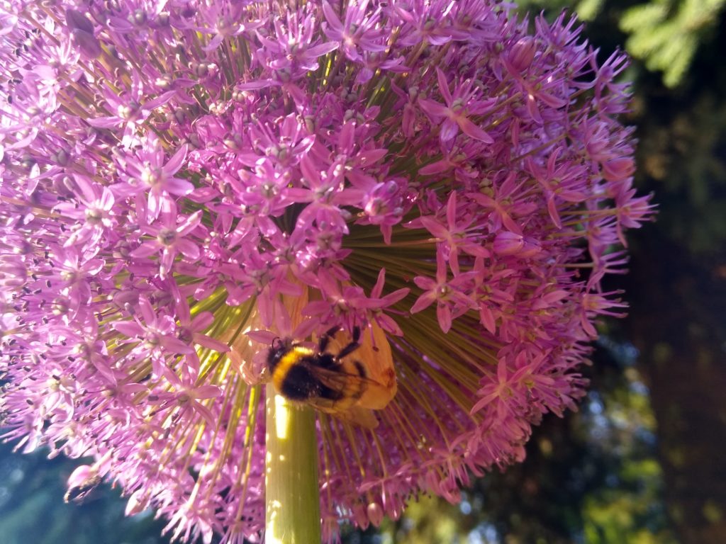 Czosnek olbrzymi: Pszczoła