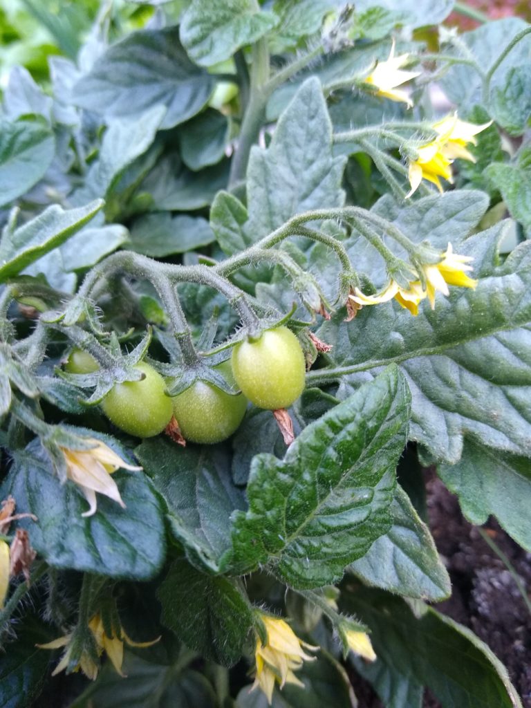 Warzywnik: młode pomidory