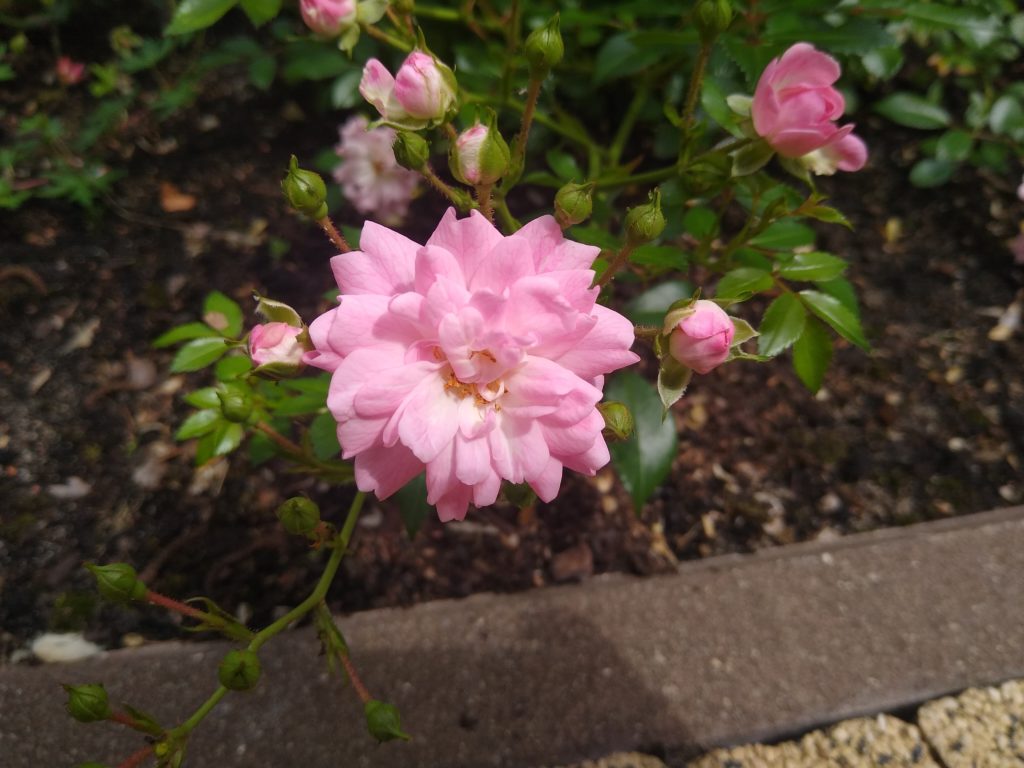 Co kwitnie w czerwcu w ogrodzie: róża okrywowa - róż