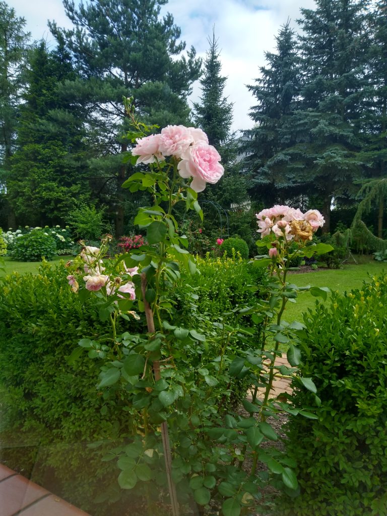 Róża Cindirella