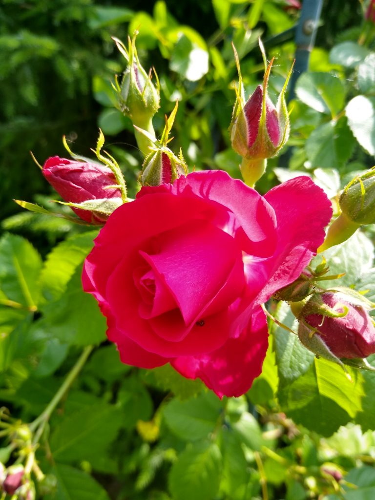 Róże: róża SImpathie