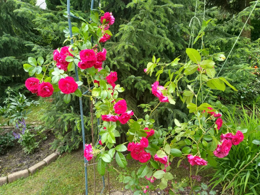 Róże: róża Simpathie