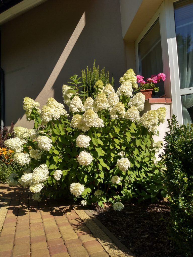 Hortensja Limelight - kwiatostany w sierpniu