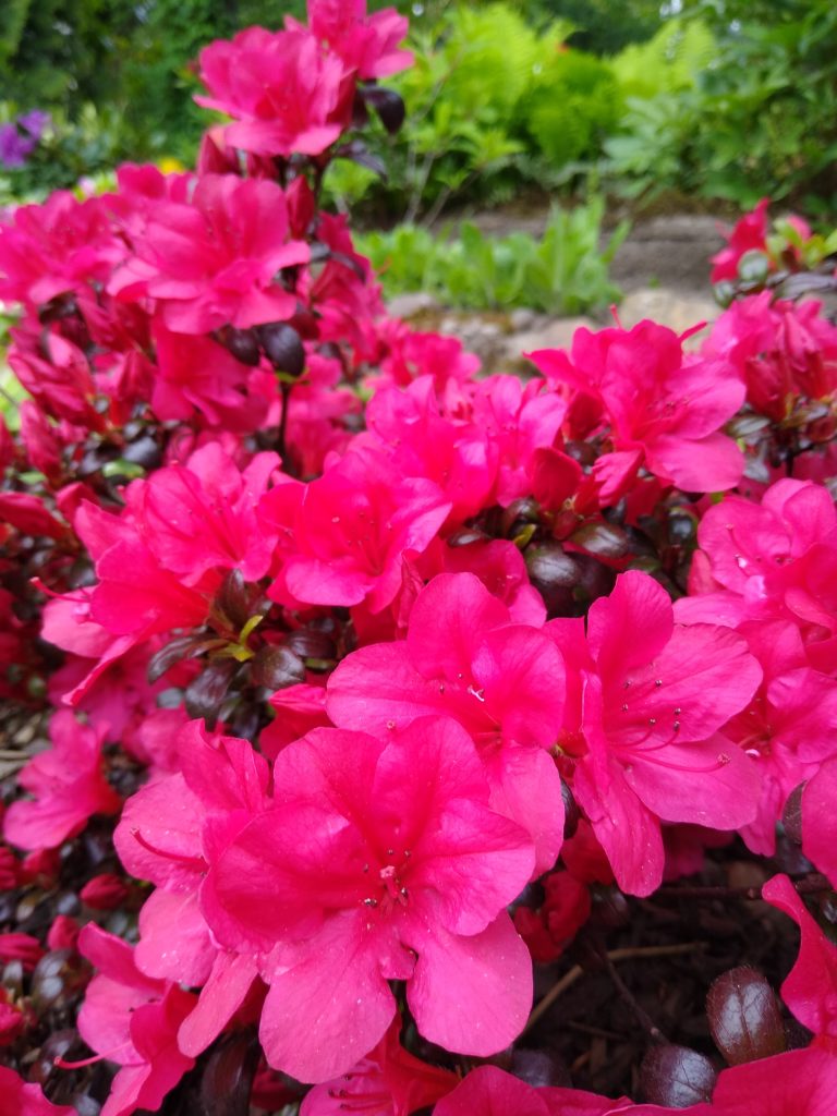 Azalia japońska Marushka - kwiaty