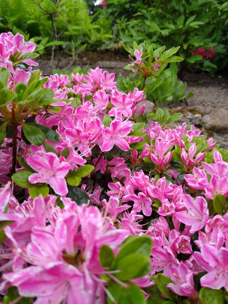 Azalia japońska różowa - kwiaty