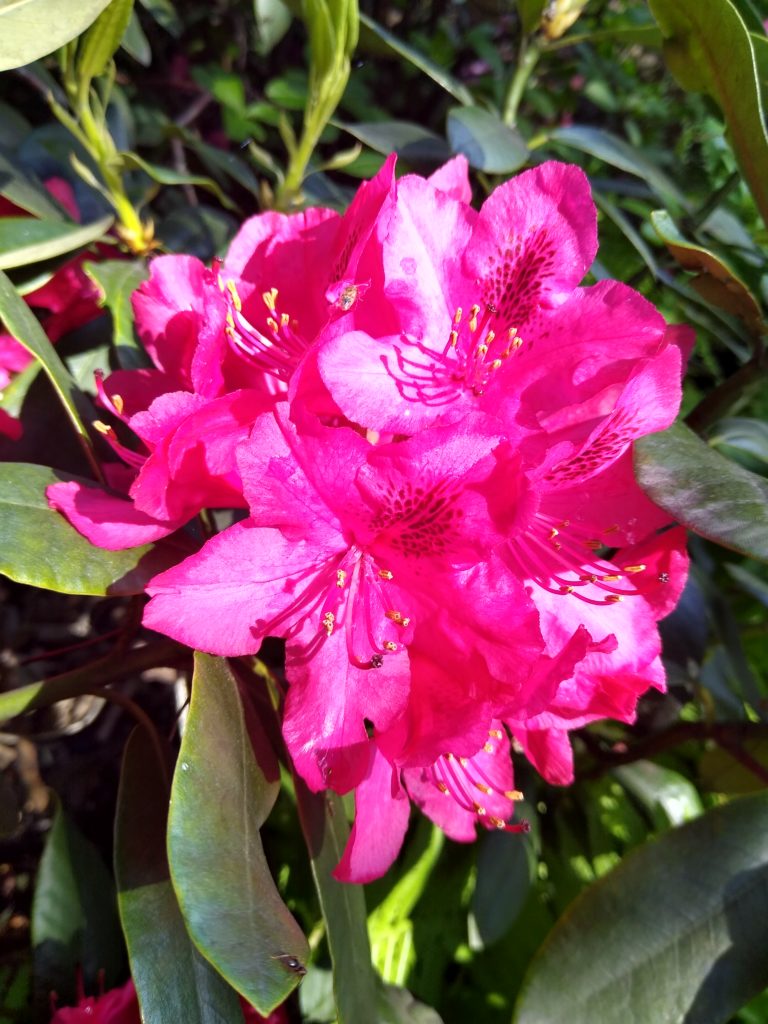 Rododendron Nova Zembla - kwiat