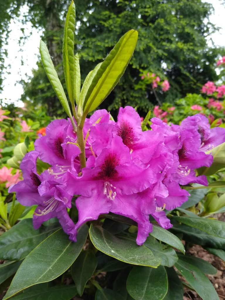 Rododendron Rasputin - kwiat