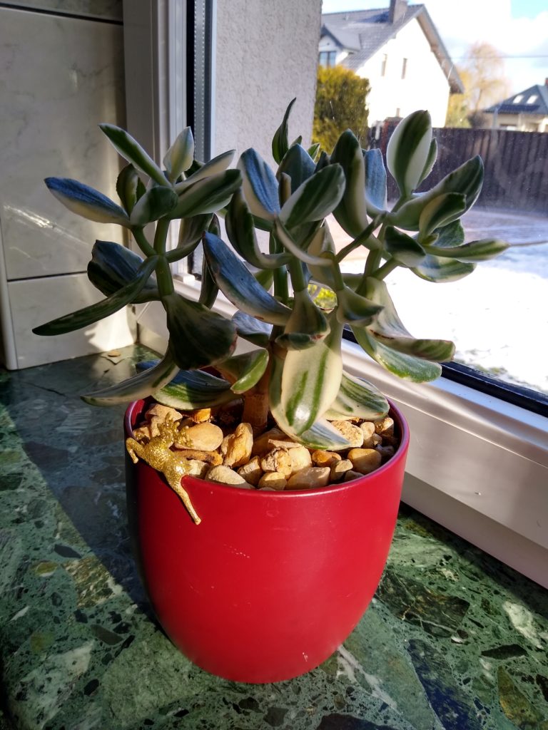 Grubosz variegata