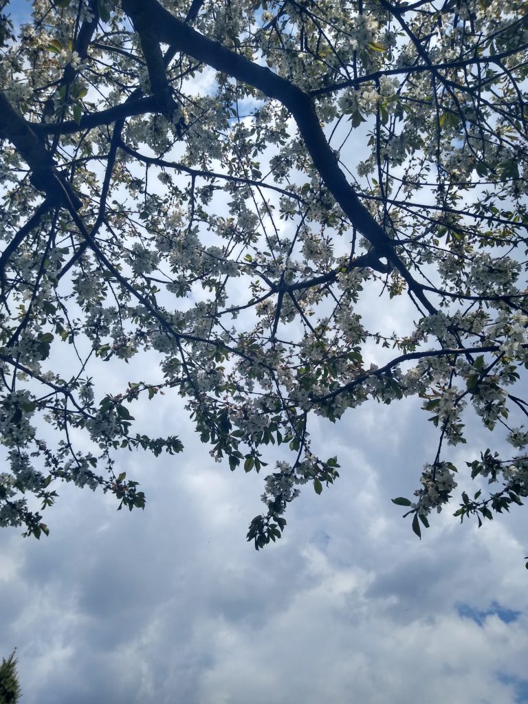 Wiosenne nawożenie: drzewa owocowe