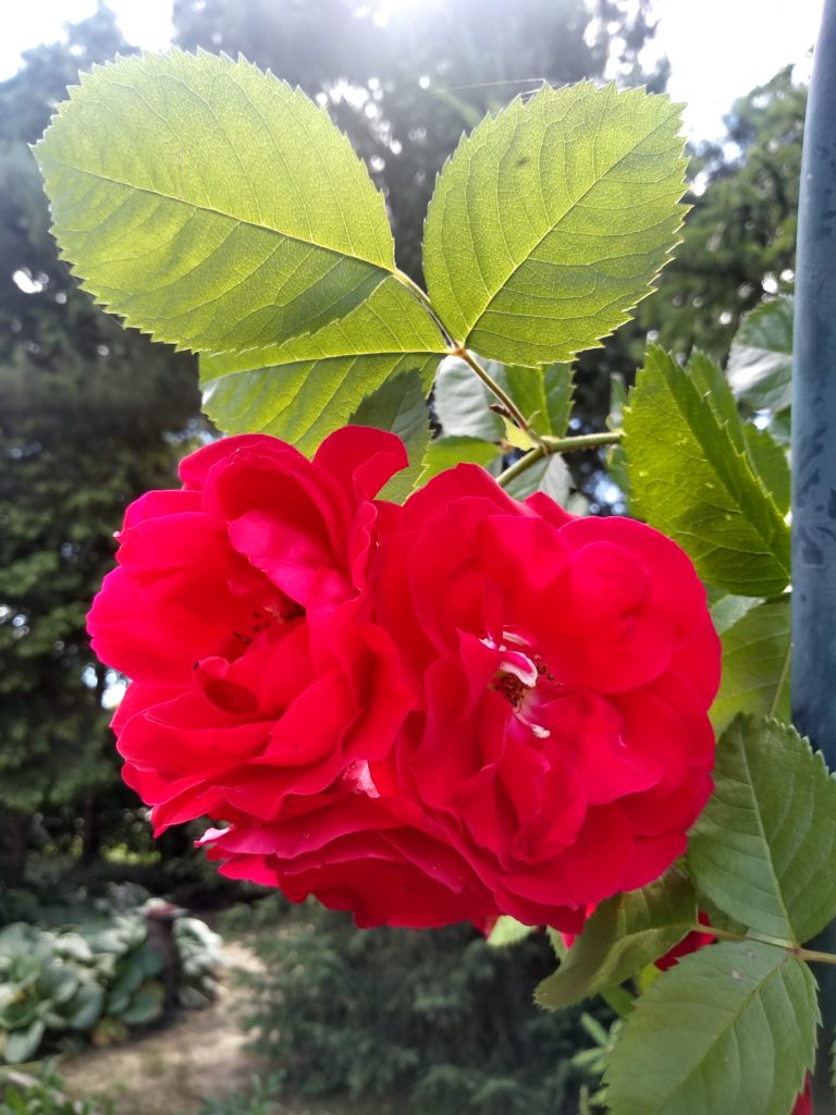Wiosenne nawożenie: róża
