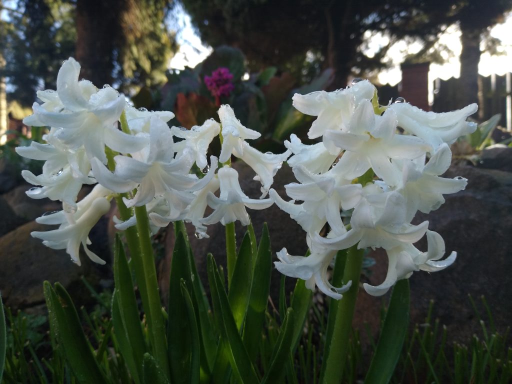 Co kwitnie wczesną wiosną w ogrodzie: białe hiacynty