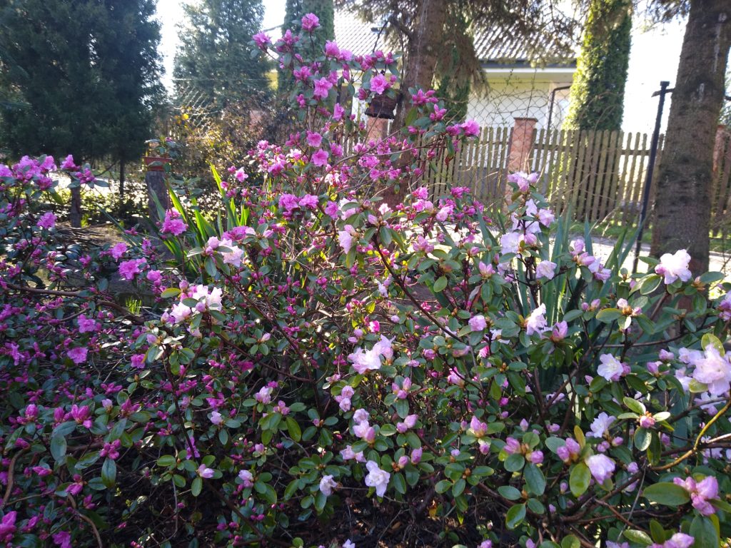 Co kwitnie wczesną wiosną w ogrodzie: dwa rododendrony