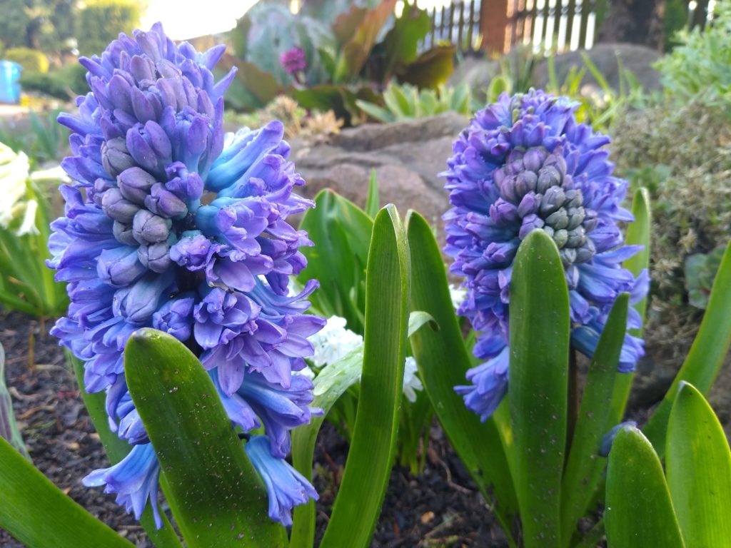 Co kwitnie wczesną wiosną w ogrodzie: hiacynty niebieskie