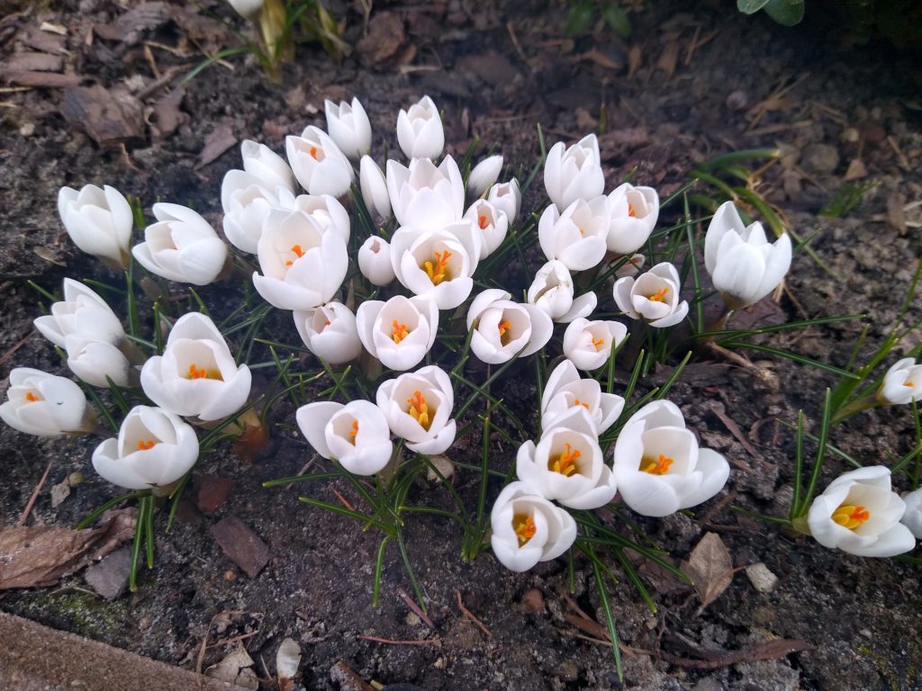 Co kwitnie wczesną wiosną w ogrodzie: krokusy białe