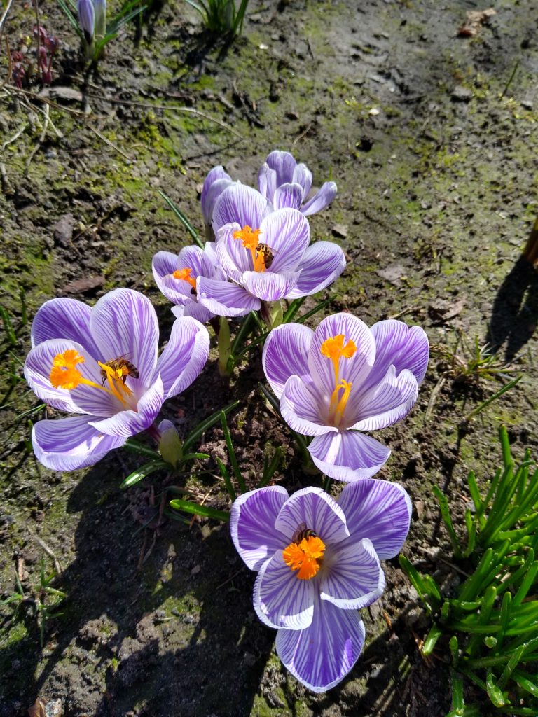 Co kwitnie wczesną wiosną w ogrodzie: krokusy fioletowe