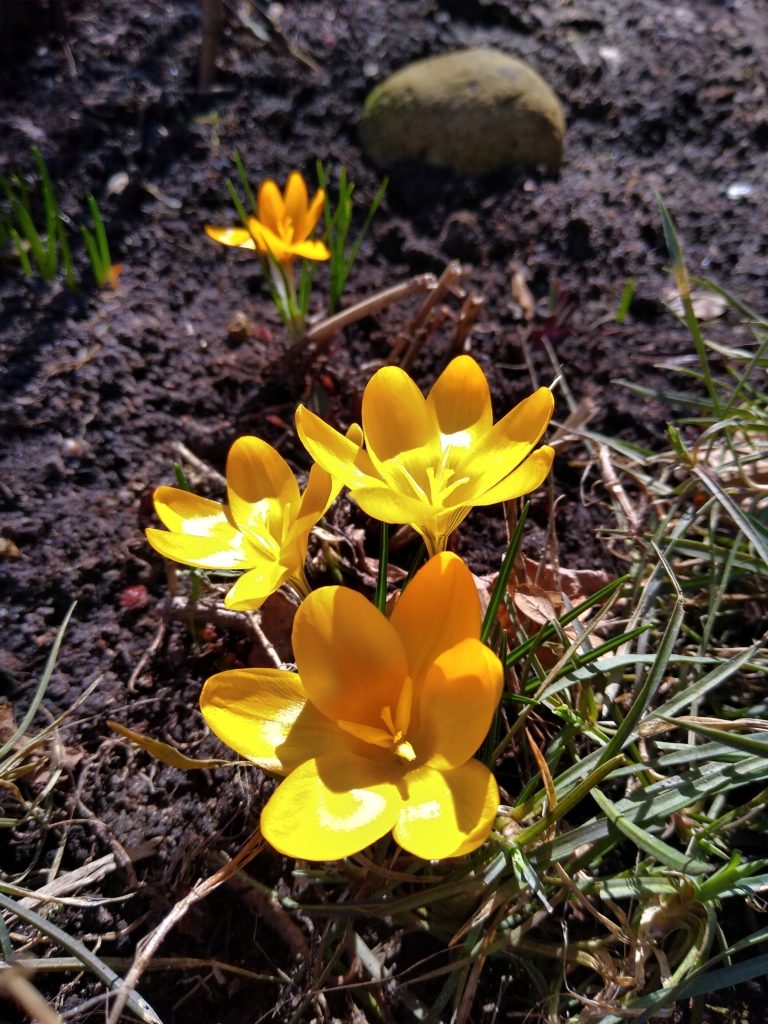Co kwitnie wczesną wiosną w ogrodzie: krokusy żółte