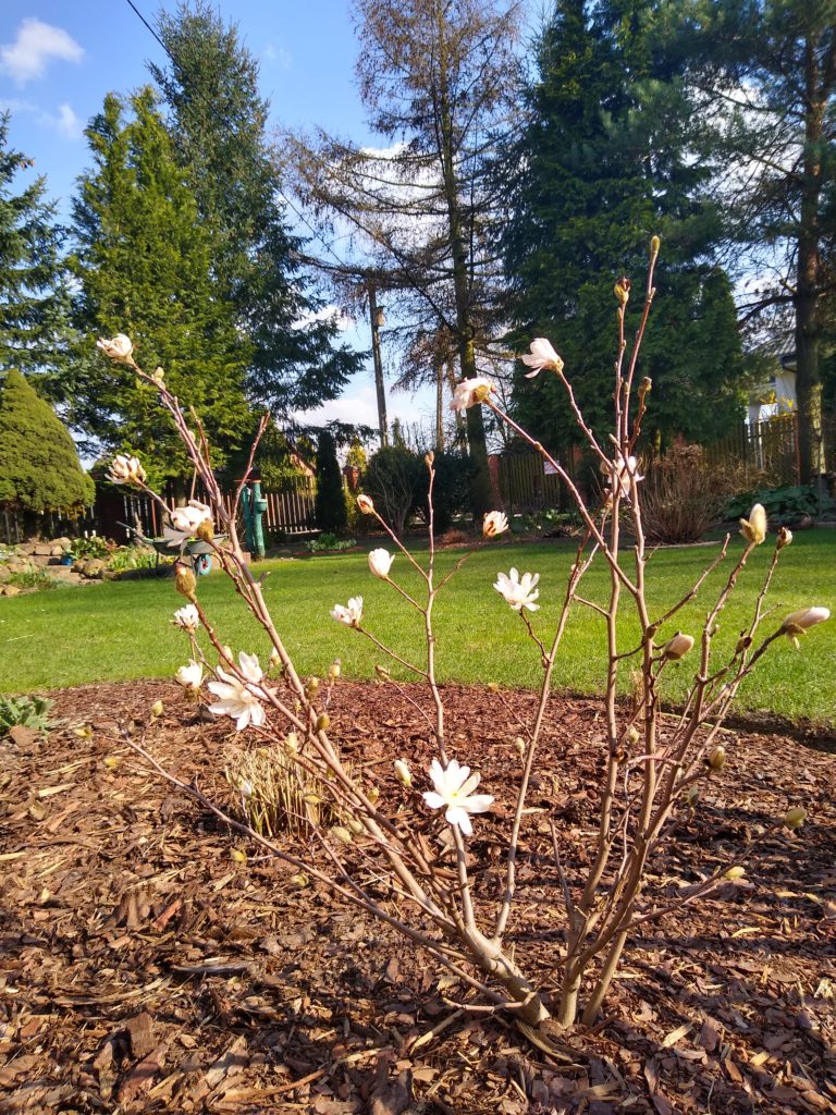 Co kwitnie wczesną wiosną w ogrodzie: magnolia gwiaździsta - krzew