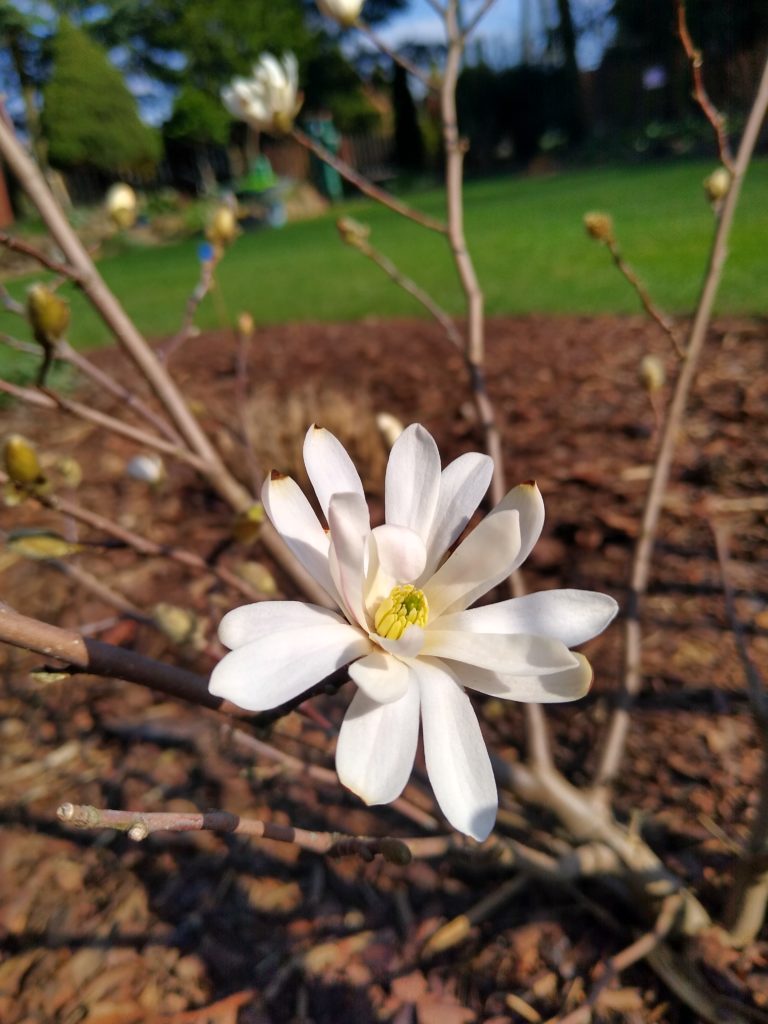 Co kwitnie wczesną wiosną w ogrodzie: magnolia gwiaździsta