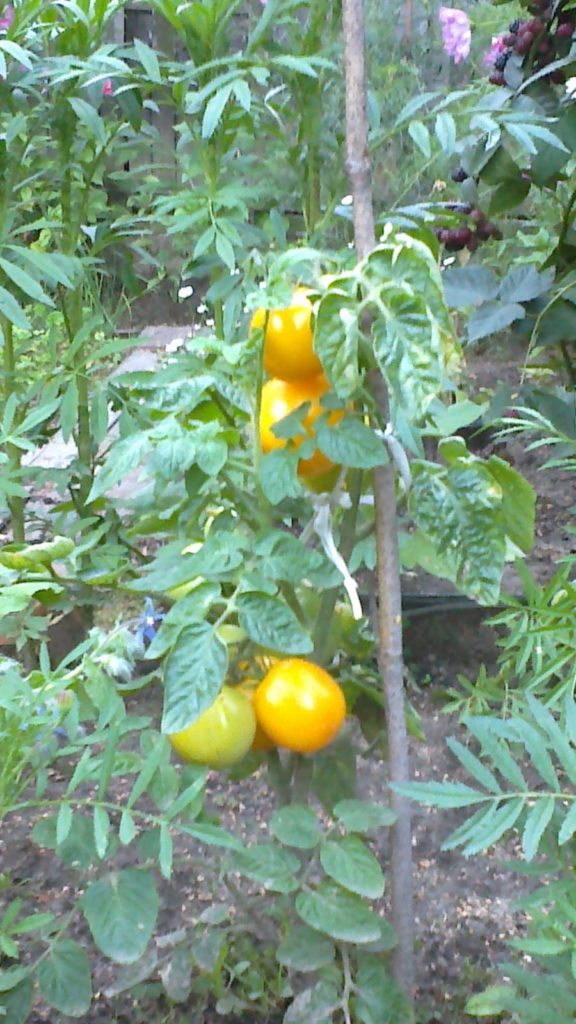 Biodynamika w ogrodzie: pomidory żółte
