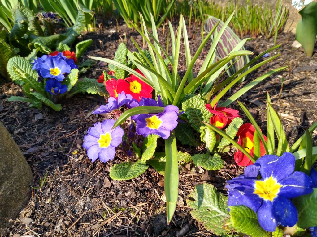 Co kwitnie wczesną wiosną w ogrodzie: dwie prymule
