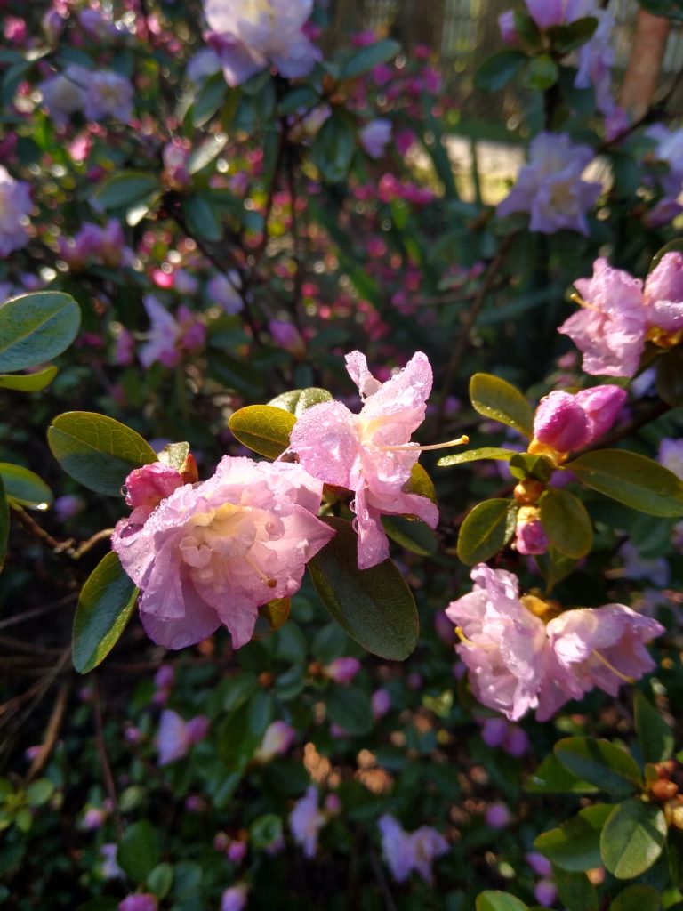 Co kwitnie wczesną wiosną w ogrodzie:: dododendron jasny
