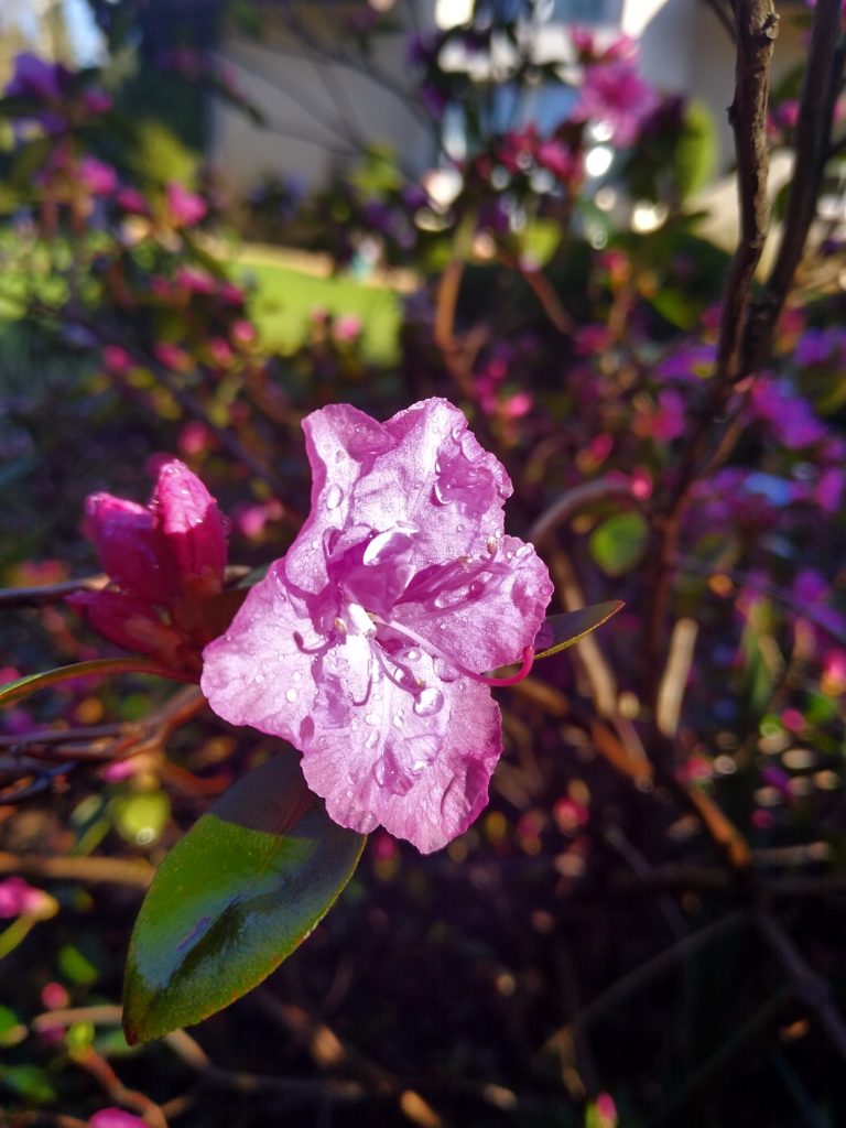 Co kwitnie wczesną wiosną w ogrodzie: rododendron różowy