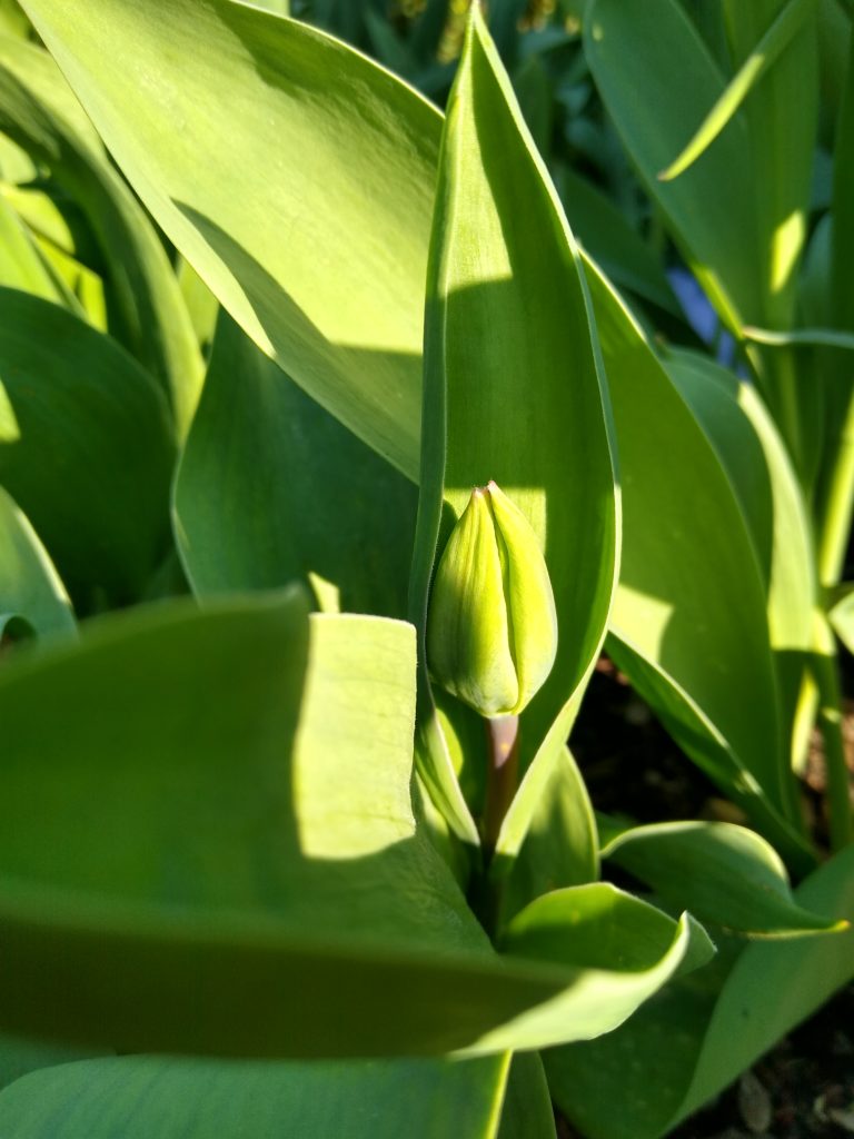 Co kwitnie wczesną wiosną w ogrodzie: tulipan