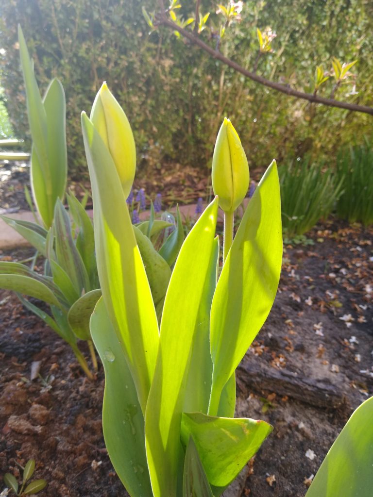 Młode tulipany