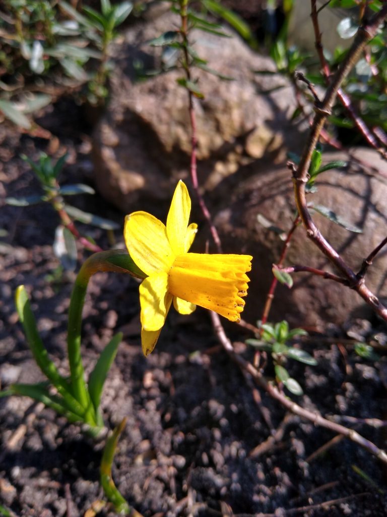 Co kwitnie wczesną wiosną w ogrodzie: mały żonkil