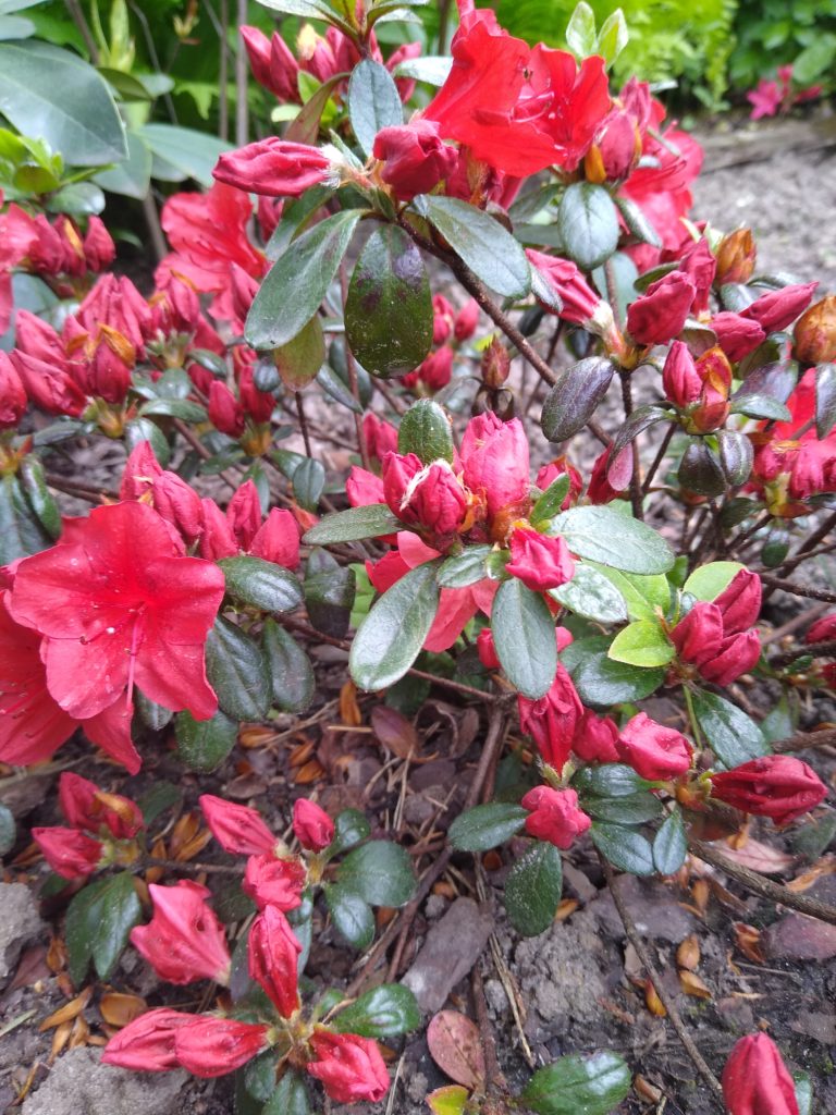 Rododendrony: Azalia japońska "Johanna"