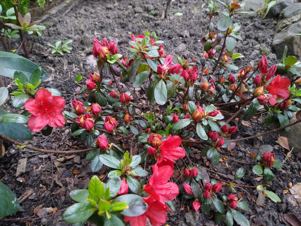 Rododendrony: Azalia japońska "Johanna"