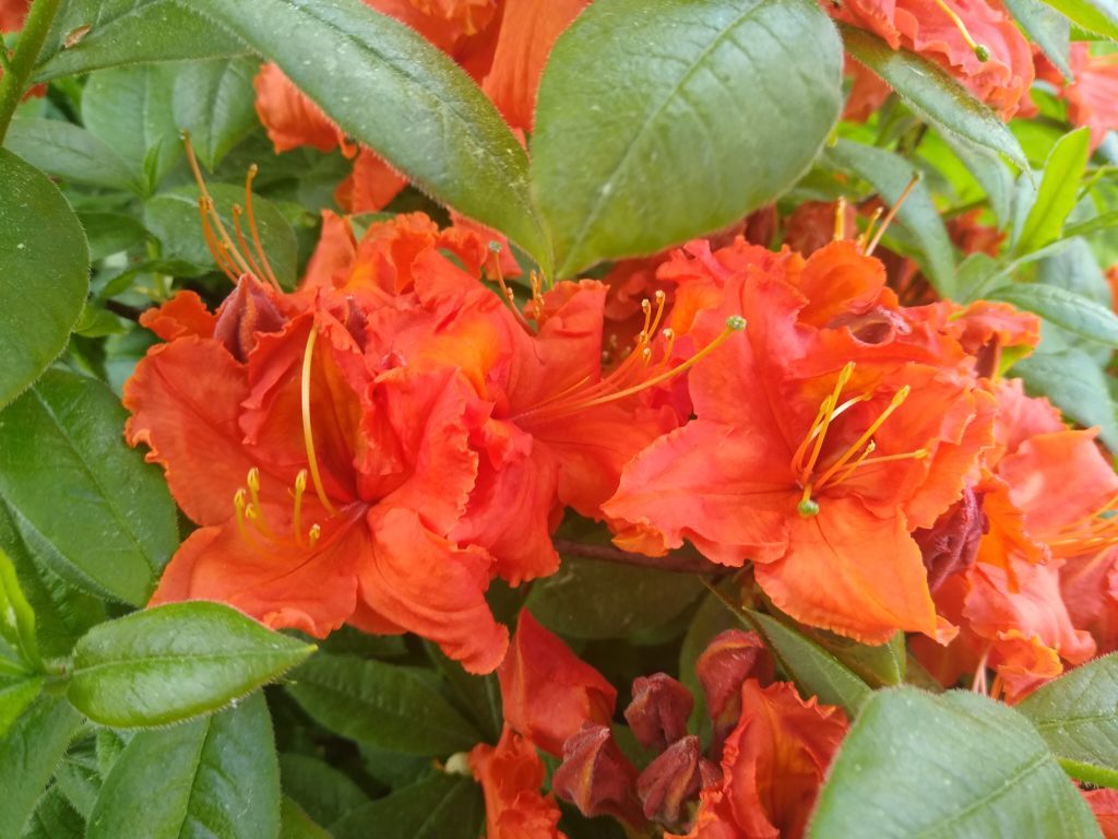Rododendrony: Azalia wielkokwiatowa Gibraltar