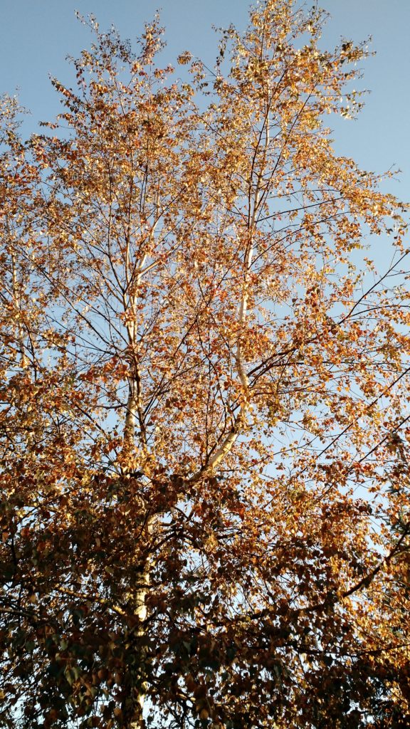Drzewa: Brzoza brodawkowata - jesień