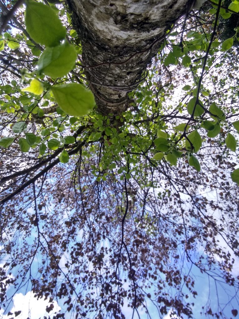 Drzewa: Brzoza brodawkowata od dołu