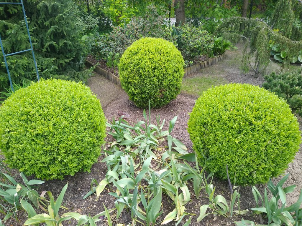 Topiary: bukszpany - trzy kule