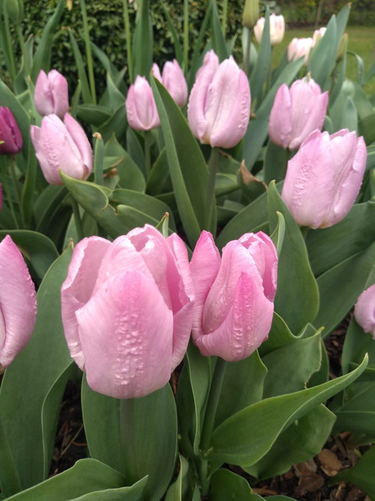 Tulipany: Candy Price