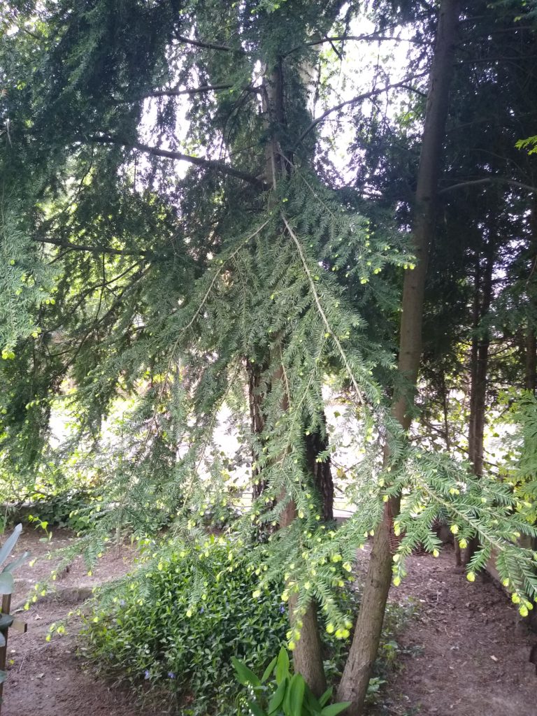 Drzewa: Choina kanadyjska - gałąź