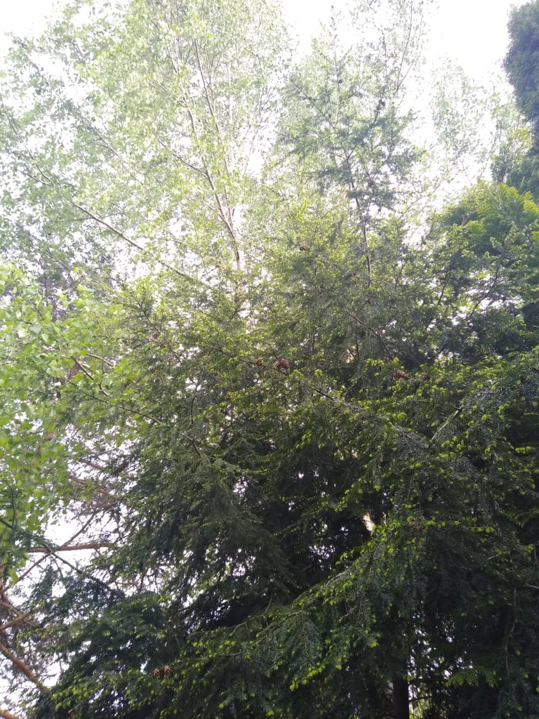 Drzewa: Choina kanadyjska (po prawo) i brzoza (po lewo)