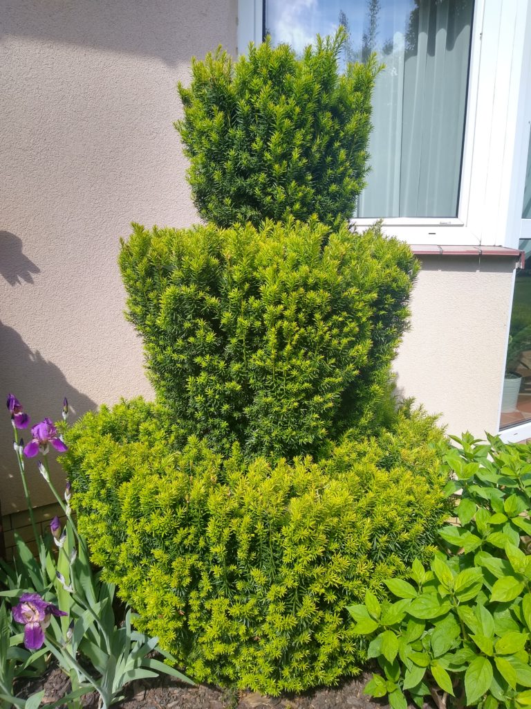 Topiary: Cis pospolity