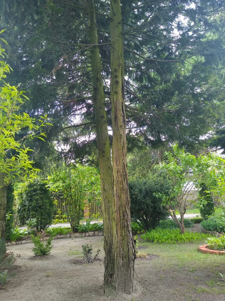 Drzewa: Cyprysiki Lawsona ”Ivonne”