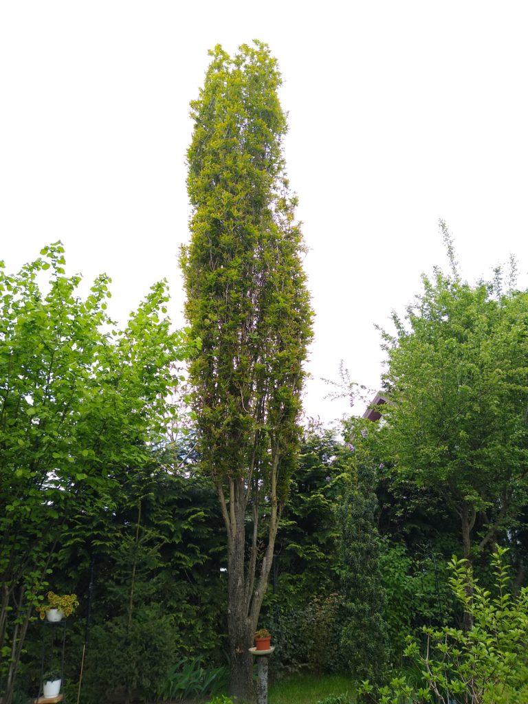 Drzewa: Dąb kolumnowy zielony - wiosna